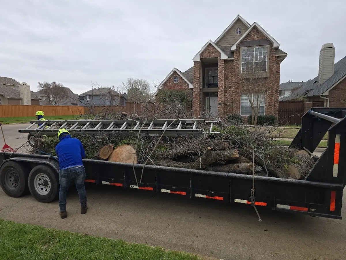 Expert Crown Reduction with proper safety equipment in Forest Ranch